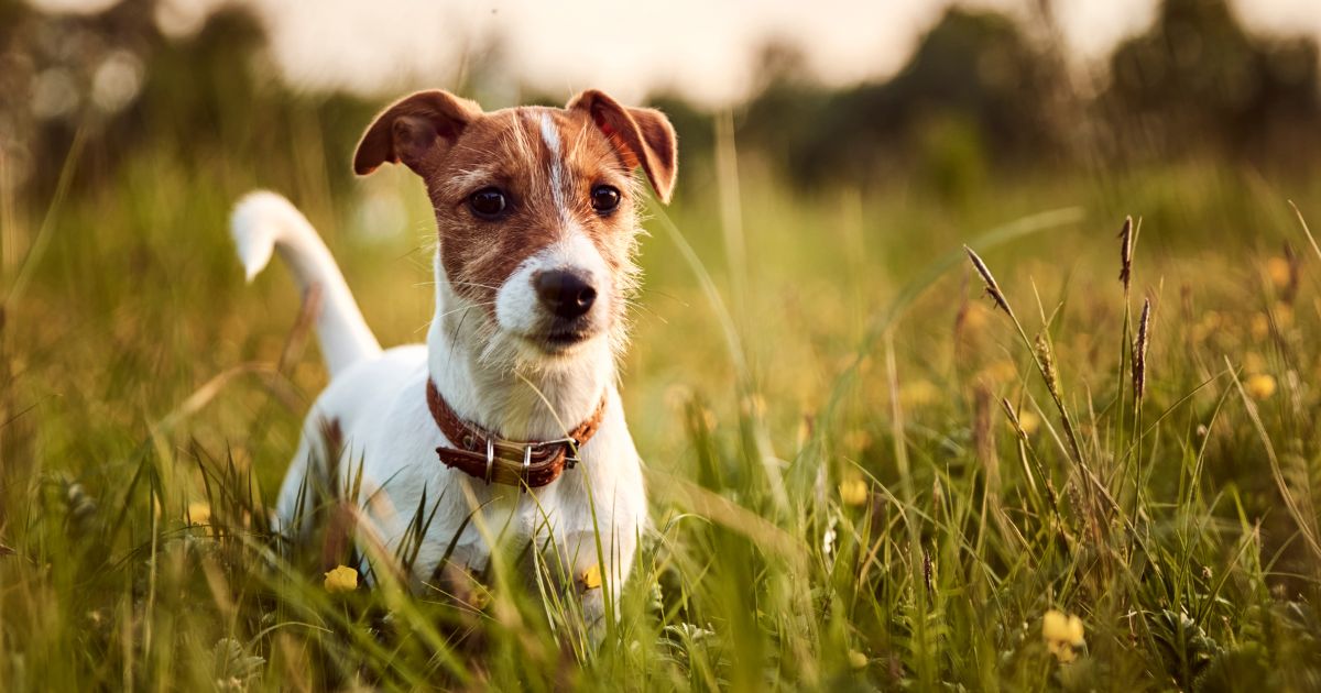 jack russell terrier